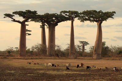 BAOBAB CREAM Dr. Baumann
