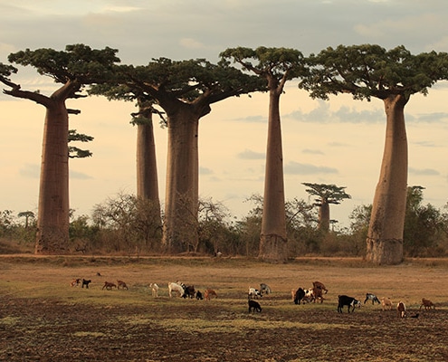 BAOBAB CREAM Dr. Baumann